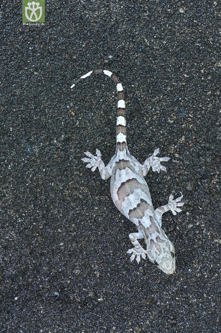 图片信息-kingdonia-植物云数据