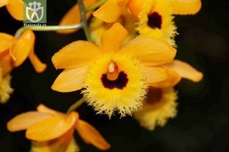 流苏石斛 dendrobium fimbriatum-8027.