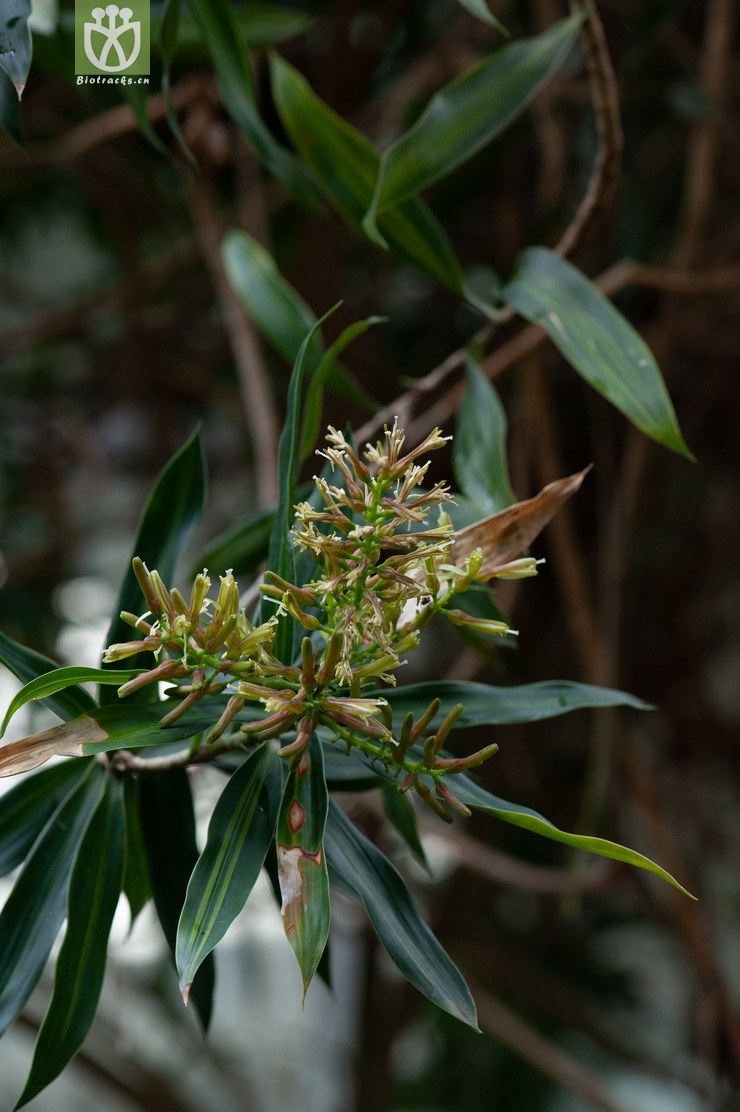 金黄百合竹 dracaena reflexa song of jamaica-6245.