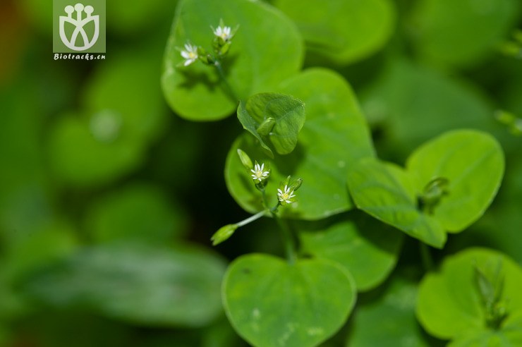 荷莲豆草 drymaria cordata-4203.jpg 相邻时间拍摄的照片      张