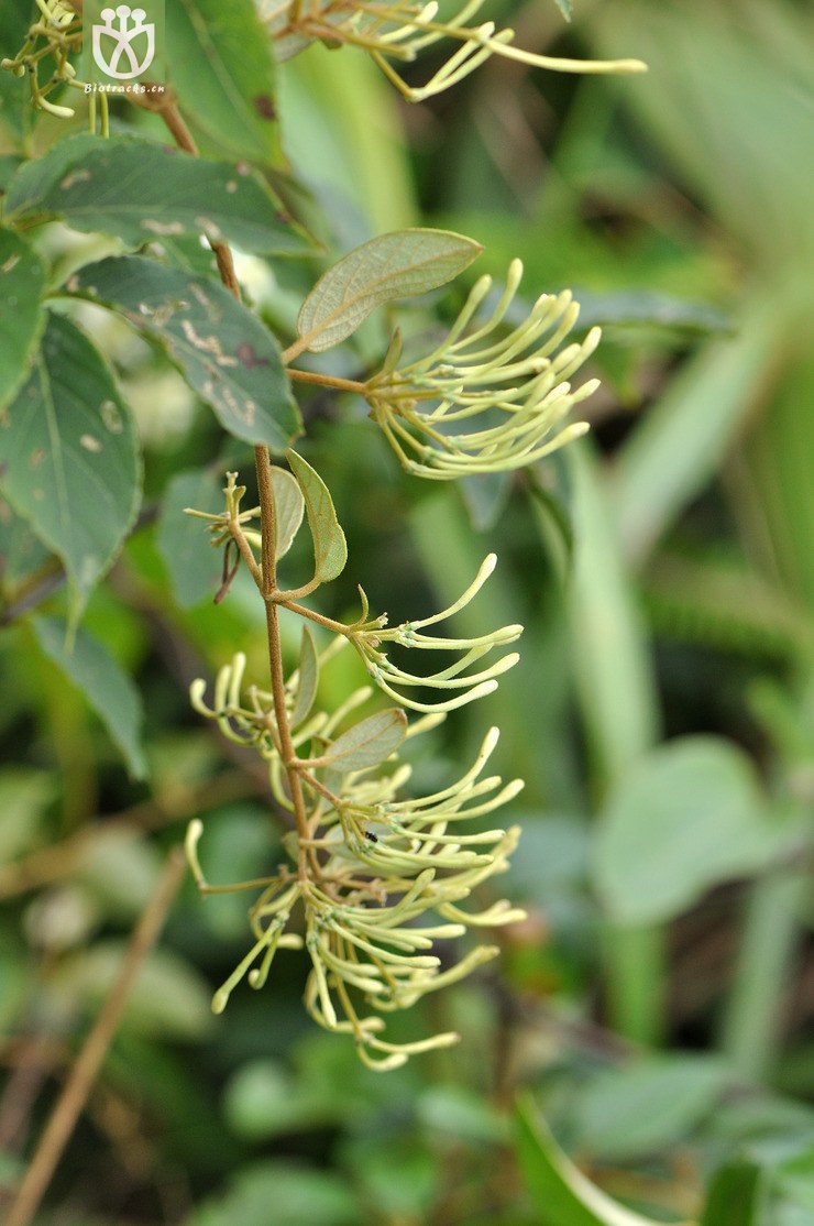 皱叶忍冬 lonicera reticulata-0351.jpg 相邻时间拍摄的照片      张