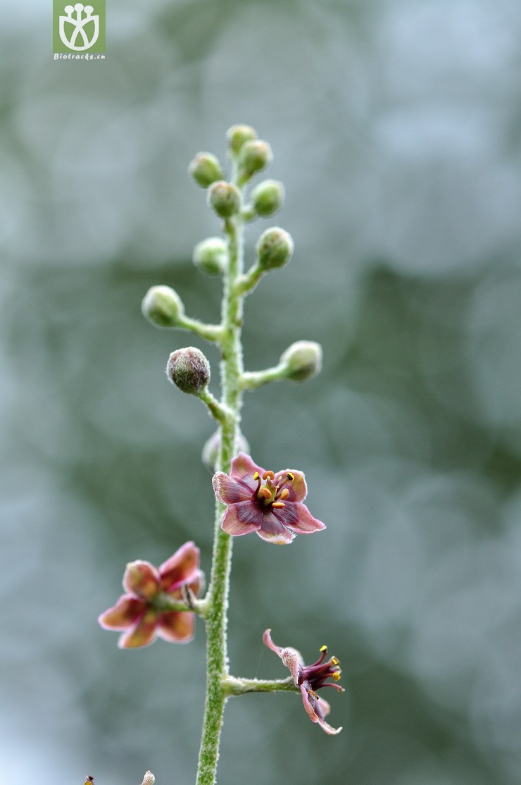 牯岭藜芦 veratrum schindleri