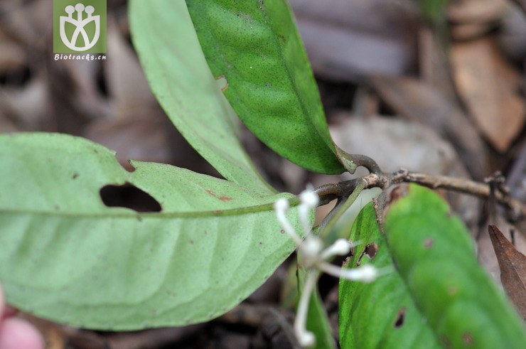 九管血 ardisia brevicaulis-0023.jpg 相邻时间拍摄的照片 张