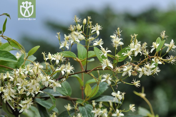 图片信息-kingdonia-植物云数据