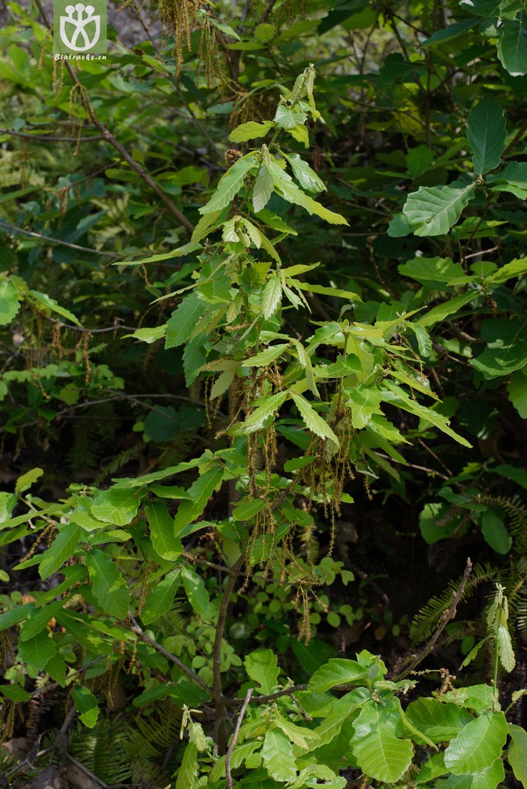 白栎 quercus fabri-8028.jpg