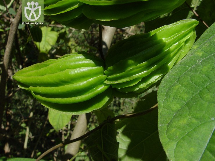 myriopteron extensum翅果藤-弥勒江边 (4).