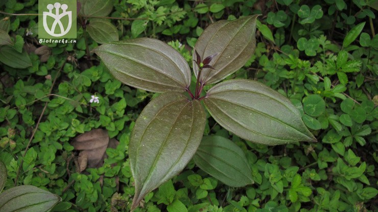 rubiaceae-rubia schumanniana大葉茜草-雲南大關烏蒙山三江口 (1).