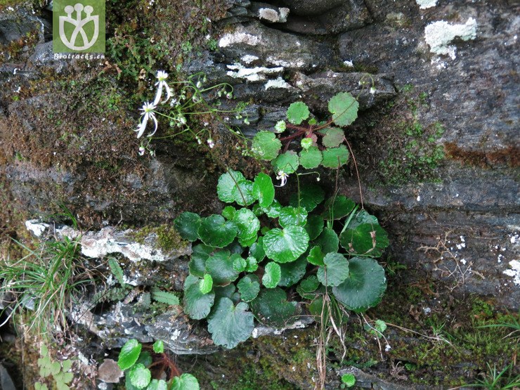 saxifragaceae-saxifraga rufescens红毛虎耳草-云南彝良乌蒙山朝天马