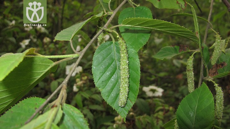 betulaceae-betula luminifera光皮桦-云南大关乌蒙山三江口 (5).