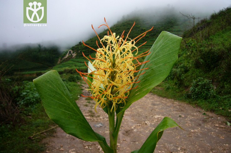 wu & s. j. chen碧江姜花-永德县崇岗乡政府附近p1