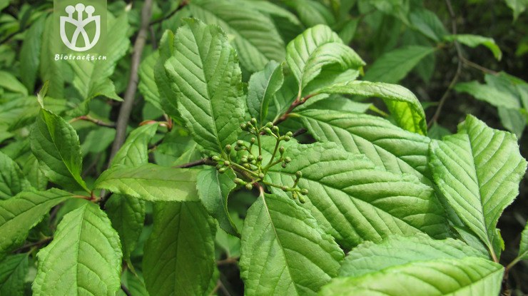 rosaceae-photinia beauverdiana中華石楠-雲南彝良烏蒙山海子坪 (3).