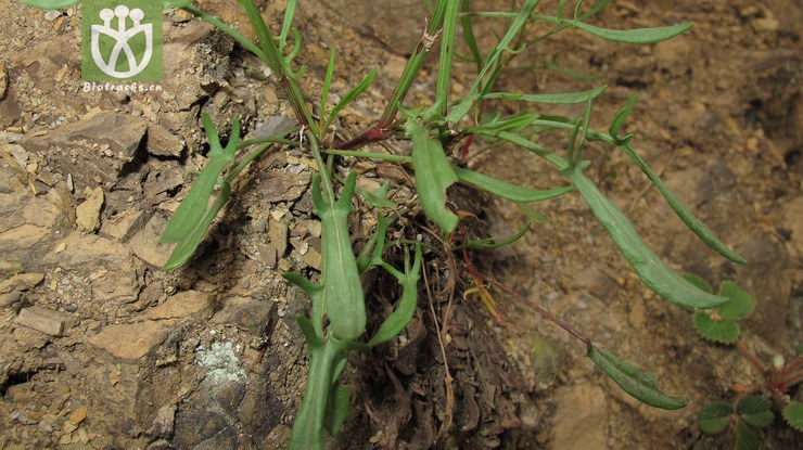 polygonaceae-rumex acetosella小酸模-云南大关乌蒙山三江口 (4).