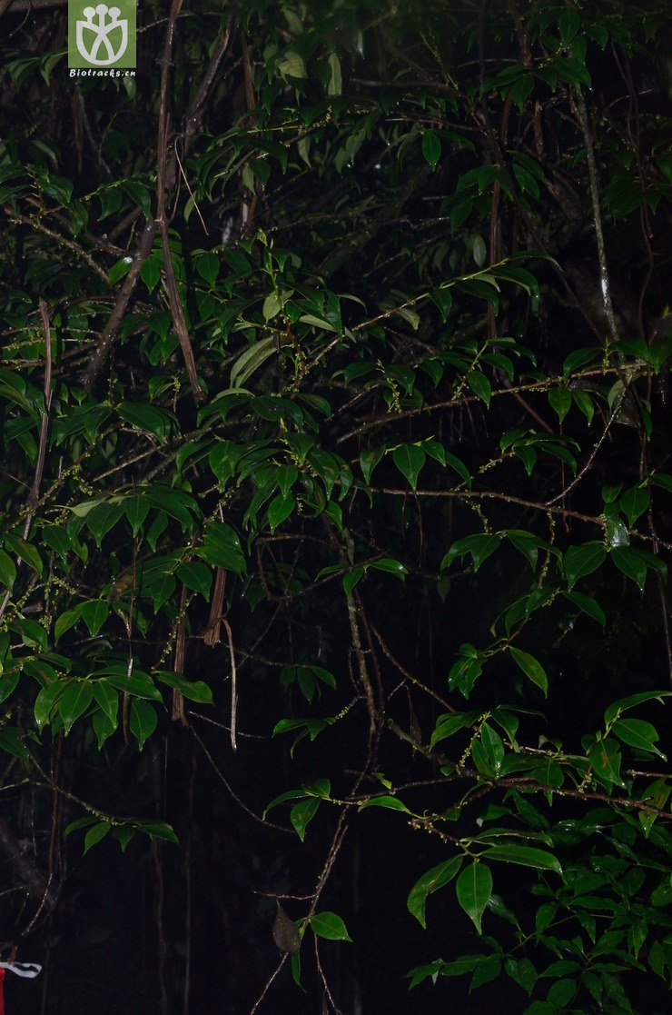 eurya nitida 细齿叶柃-沾益马雄山,liu et al. 4576 (1).jpg