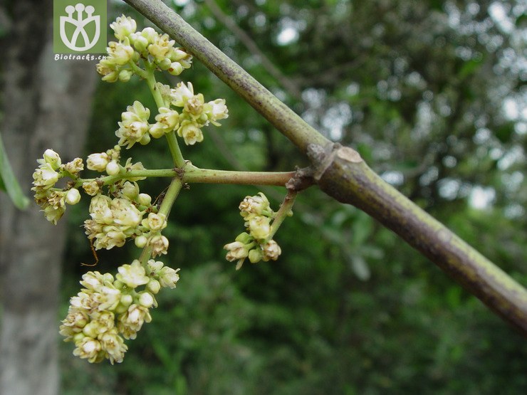 turpinia montana (blume) kurz山香圓-景洪市大渡崗,liu 1619_ dsc