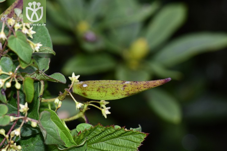 青阳参 (10).jpg 相邻时间拍摄的照片    31张