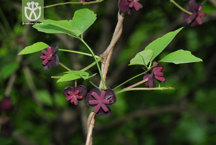 australis (diels) t. shimizu白木通-刘军.