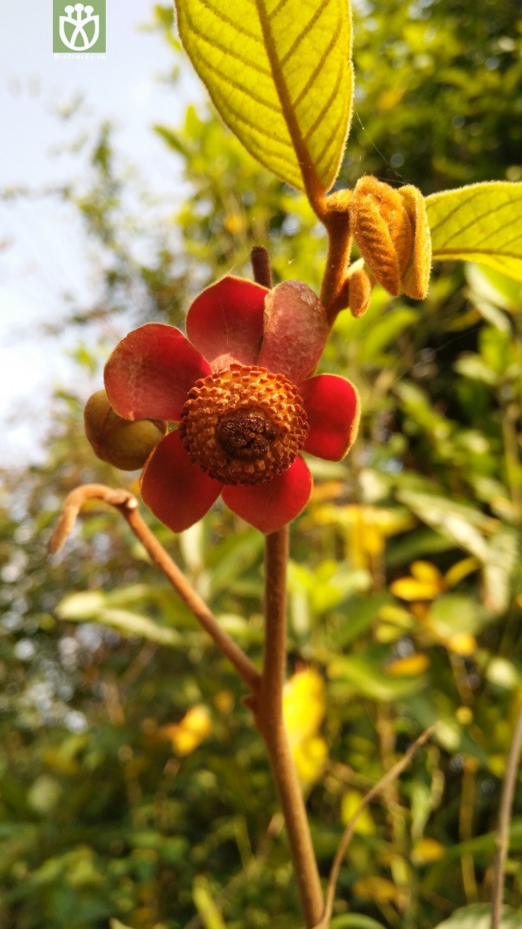 图片信息-kingdonia-植物云数据