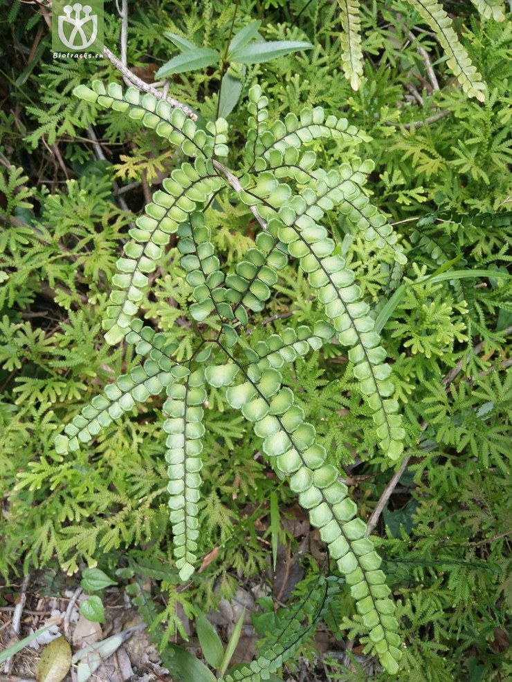 扇叶铁线蕨.jpg 相邻时间拍摄的照片     张