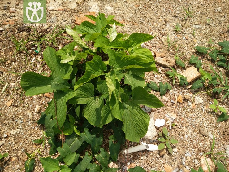 马蹄犁头尖.jpg 相邻时间拍摄的照片     张