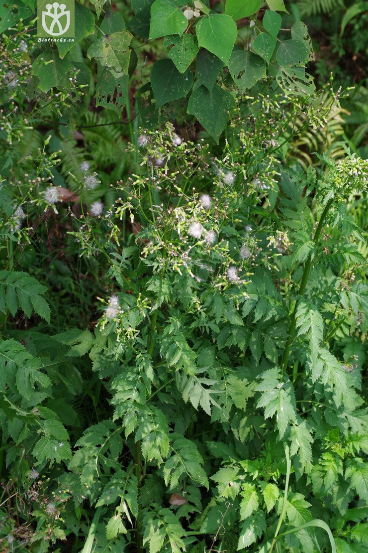 图片信息-kingdonia-植物云数据