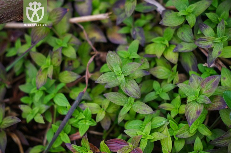 细叶亚婆潮.jpg相邻时间拍摄的照片共31张