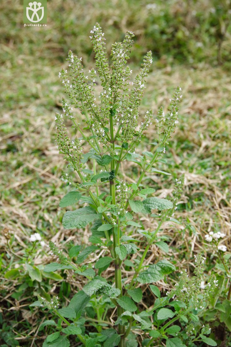 图片信息-kingdonia-植物云数据