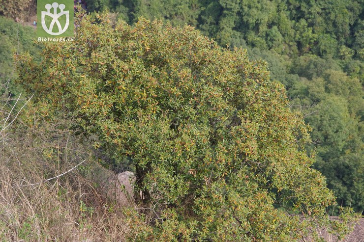 乌冈栎树图片图片