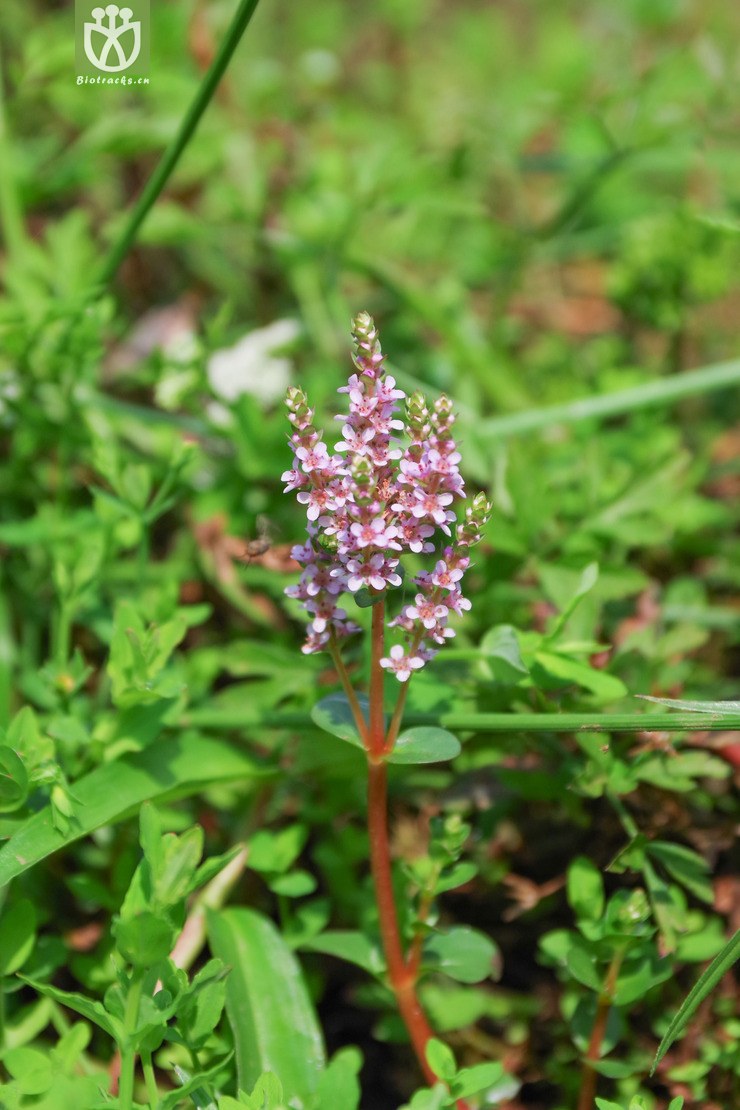 圆叶节节菜 (1).jpg 相邻时间拍摄的照片    31张