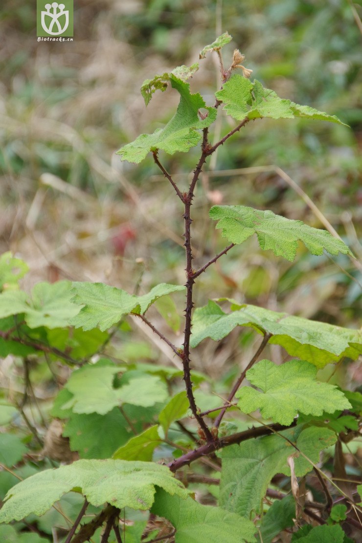 粗叶悬钩子(001).jpg 相邻时间拍摄的照片    31张