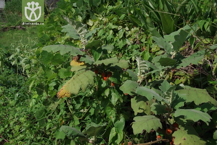 毛茄(003).jpg 相邻时间拍摄的照片    31张