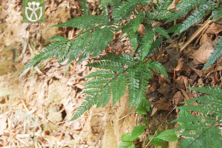 100% 刺头复叶耳蕨(001).jpg 相邻时间拍摄的照片 共 31张