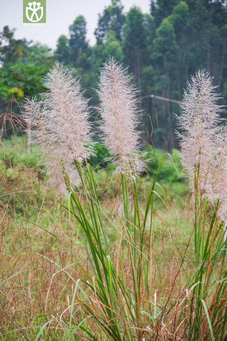 斑茅 (10).jpg 相邻时间拍摄的照片    31张