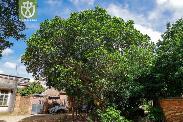 波罗蜜 (2).jpg 相邻时间拍摄的照片    31张