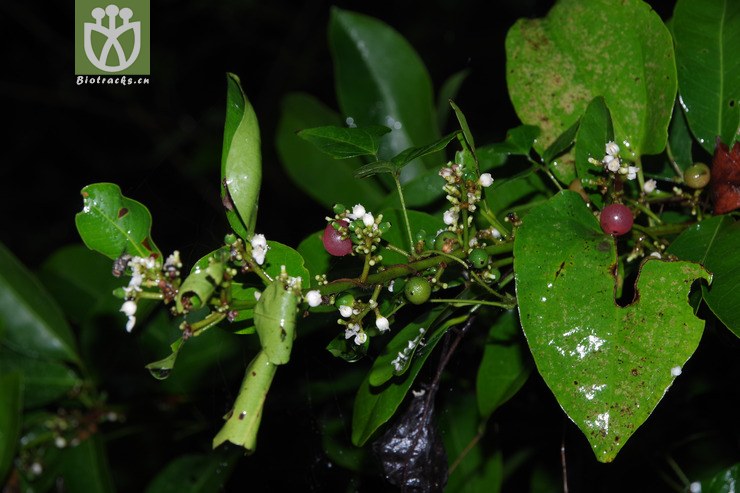 小花山小橘 glycosmis parviflora (2).