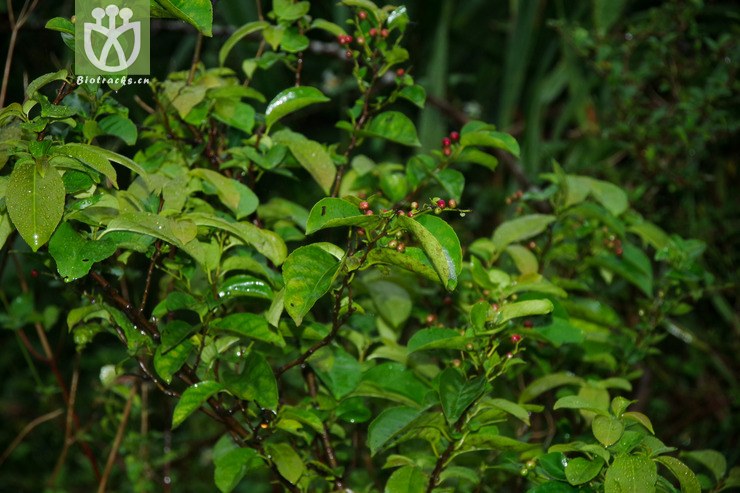 尼泊尔鼠李 rhamnus napalensis (3).jpg 相邻时间拍摄的照片      张