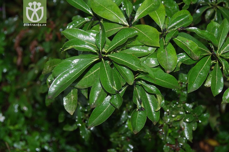 台琼海桐 pittosporum pentandrum var. formosanum (3).