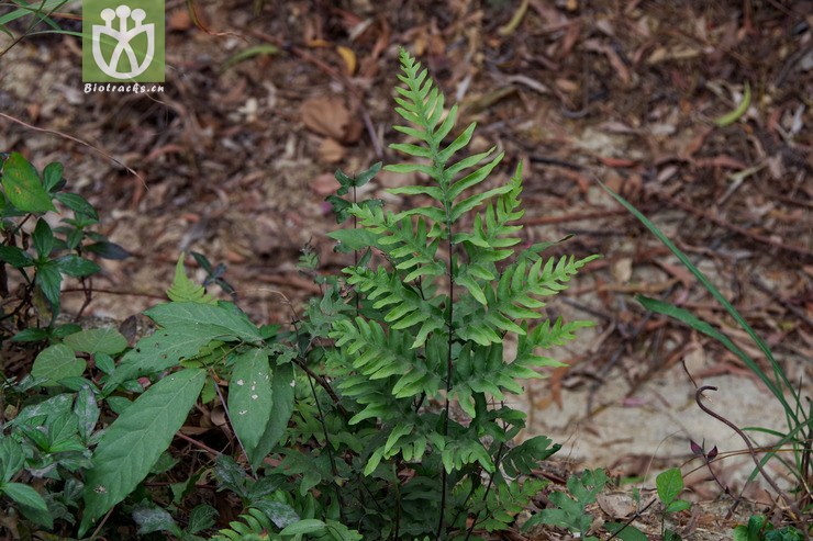 半边旗 pteris semipinnatajpg 相邻时间拍摄的照片     张