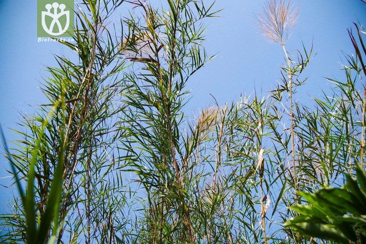 蘆竹 arundo donax (3).jpg 相鄰時間拍攝的照片 張