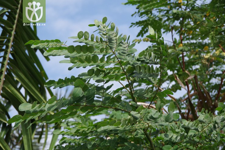 海红豆 adenanthera microsperma (7).