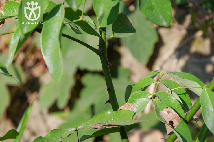 华南云实 caesalpinia crista (1).jpg 相邻时间拍摄的照片      张