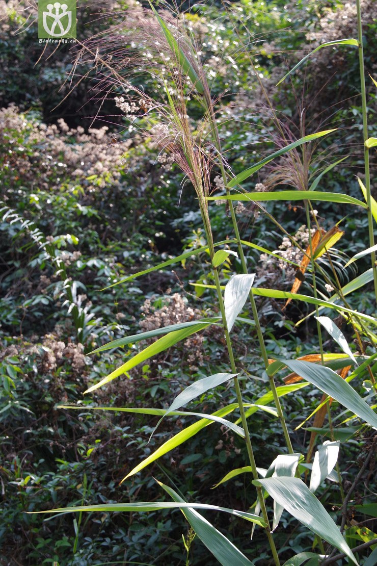 粽叶芦 thysanolaena latifolia (3).jpg 相邻时间拍摄的照片     张