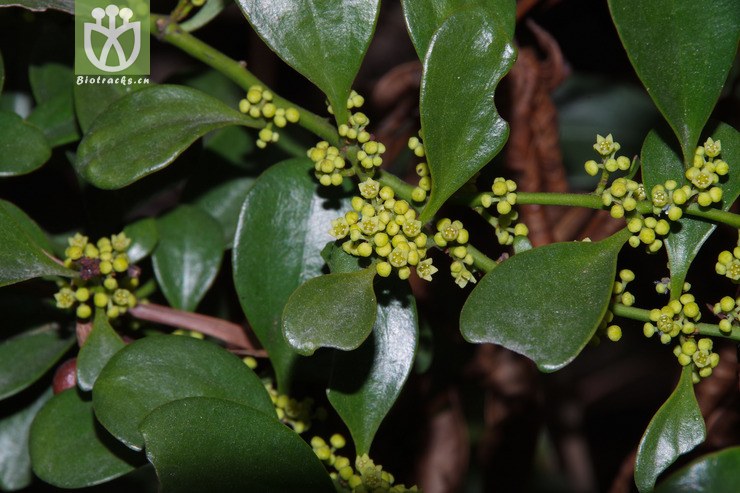 寄生藤 dendrotrophe varians (1).jpg 相邻时间拍摄的照片     张