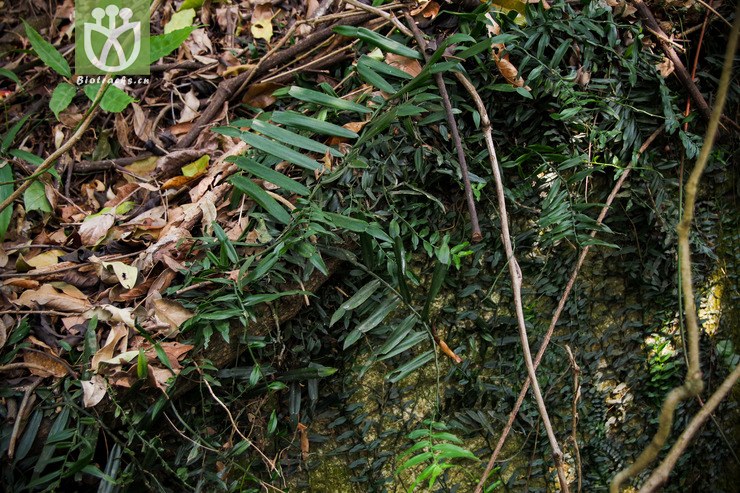 百足藤 pothos repens (1).jpg 相邻时间拍摄的照片     张