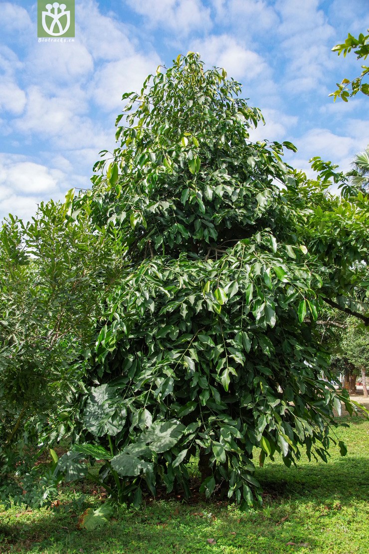 大叶藤黄 garcinia xanthochymus(2.jpg