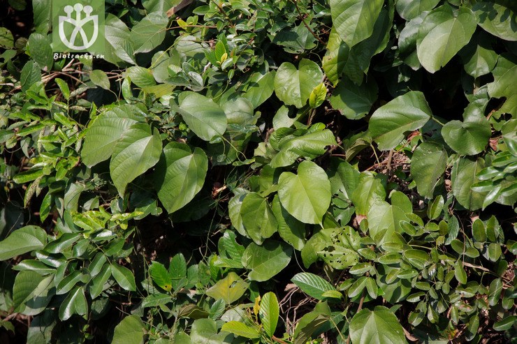 刺果藤 byttneria grandifolia (1).jpg 相邻时间拍摄的照片      张