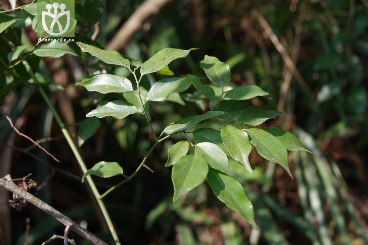 翼核果 ventilago leiocarpa (3).jpg 相邻时间拍摄的照片     张