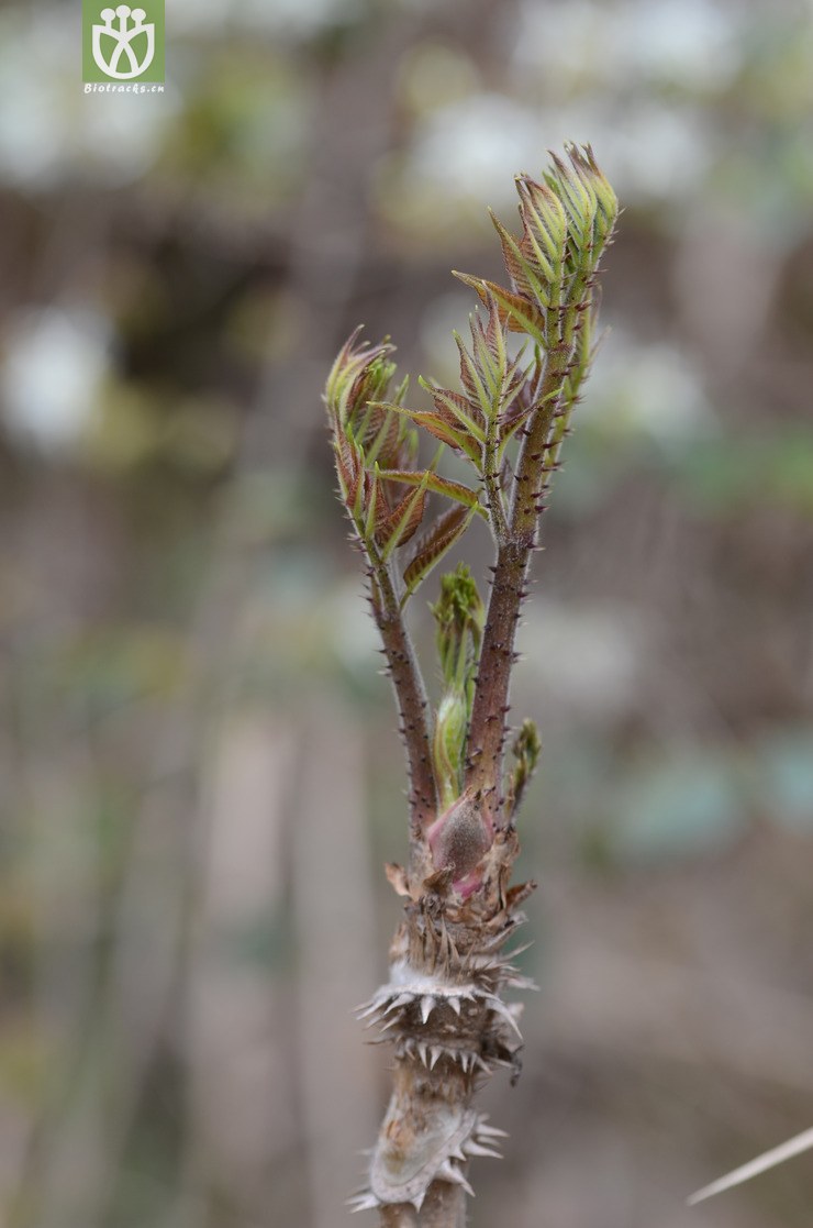 图片信息-kingdonia-植物云数据