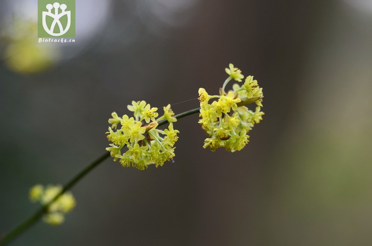 山橿-雄花.jpg 相邻时间拍摄的照片     张