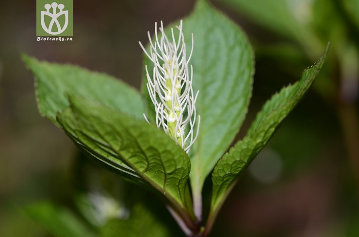 丝穗金粟兰-花.jpg 相邻时间拍摄的照片     张