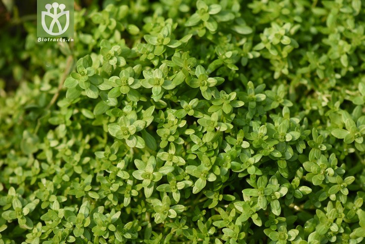 沼生水马齿 (3)-云杉.jpg 相邻时间拍摄的照片     张